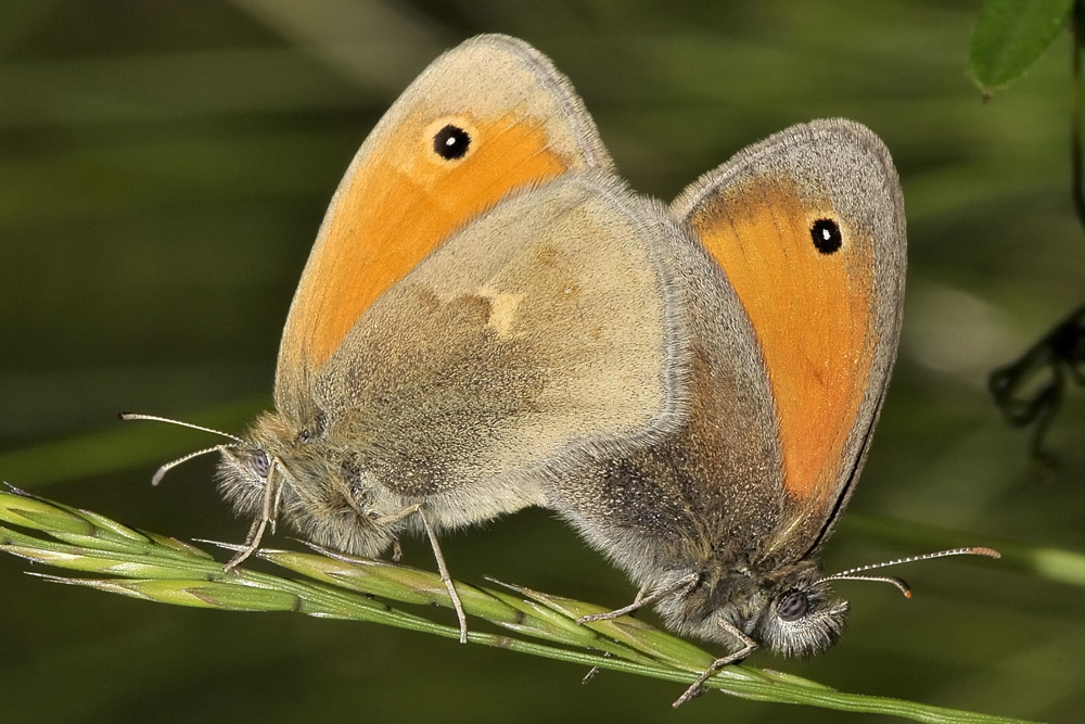 Coenonympha pamphilus